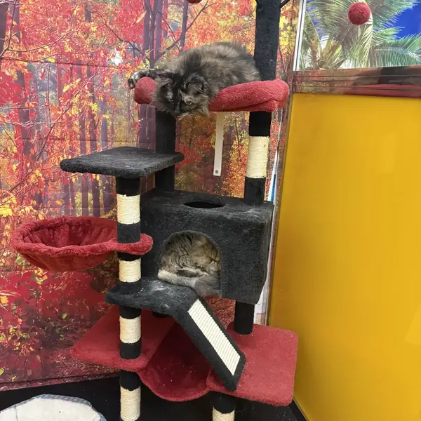 Cat boarding at K9 Rox Club Las Vegas